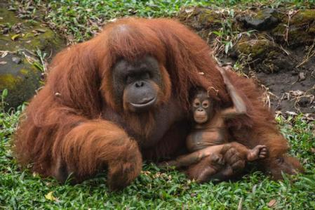 The morality and the extinction of the orangutans